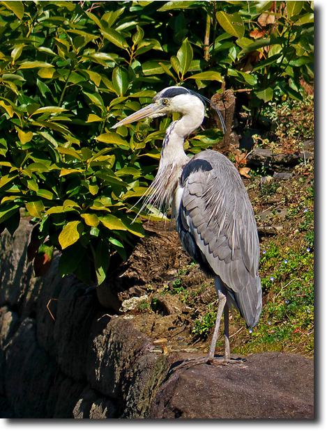 浜離宮恩賜庭園　　　_d0091147_15363710.jpg