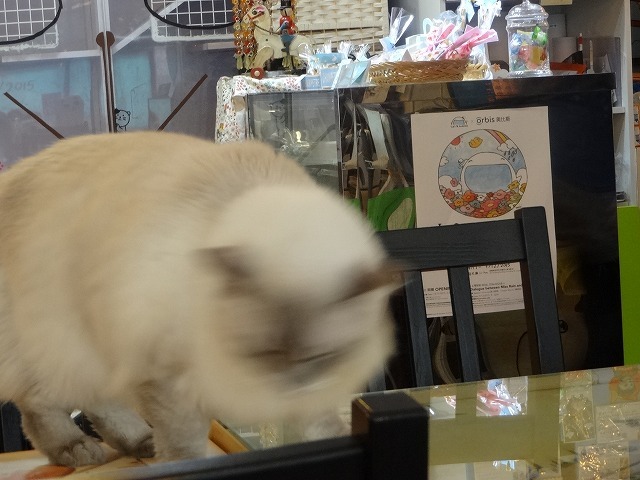 阿猫地攤（猫cafe）　猫ちゃん編Part2 　_b0248150_18194935.jpg