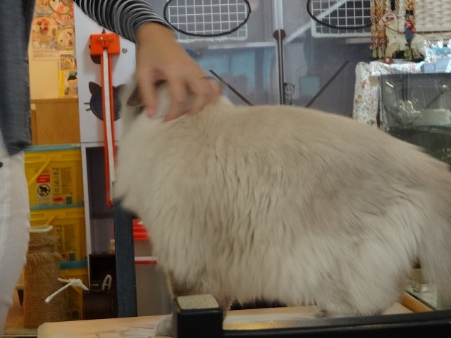 阿猫地攤（猫cafe）　猫ちゃん編Part2 　_b0248150_18211127.jpg