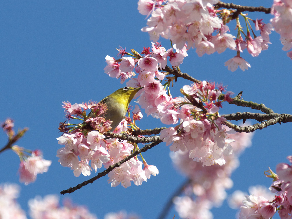 オオカン桜とメジロちゃん_e0140650_20571272.jpg