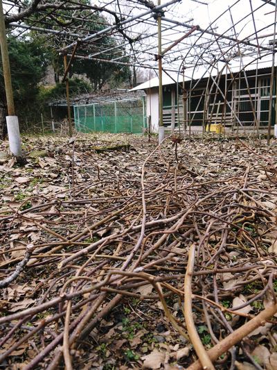 水源キウイ 安全・安心と美味しさにこだわった『水源キウイジャム』_a0254656_18335021.jpg