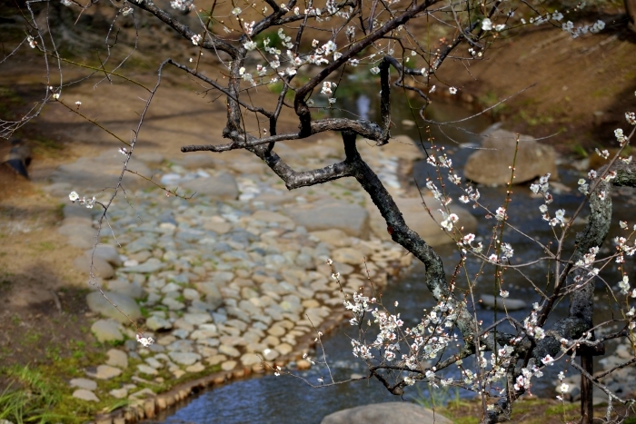 桜の前に_e0131161_18551758.jpg