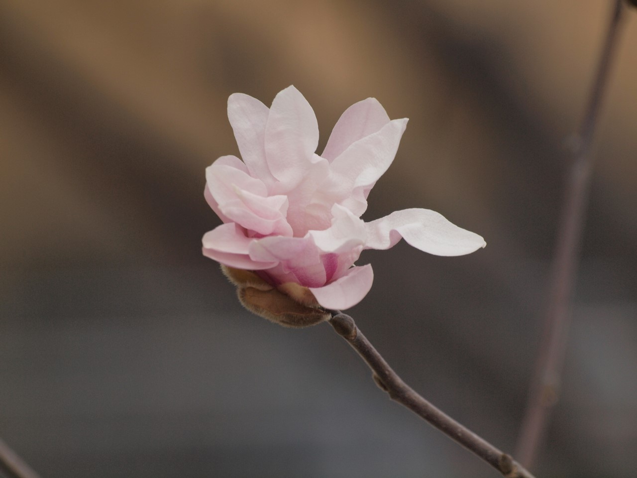 モクレン科の花達 自然風の自然風だより