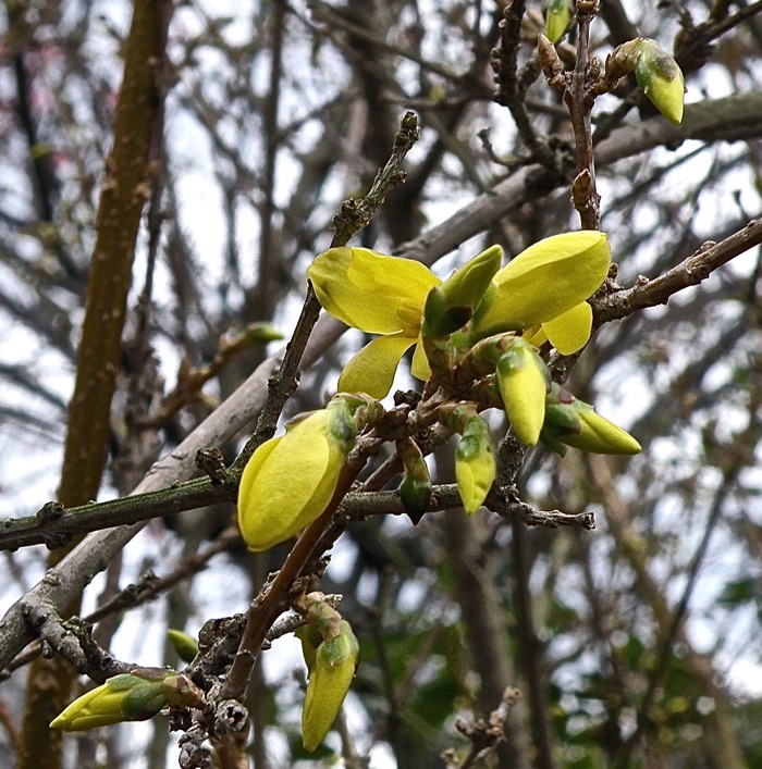 レンギョウの開花は明日のようです 楽餓鬼