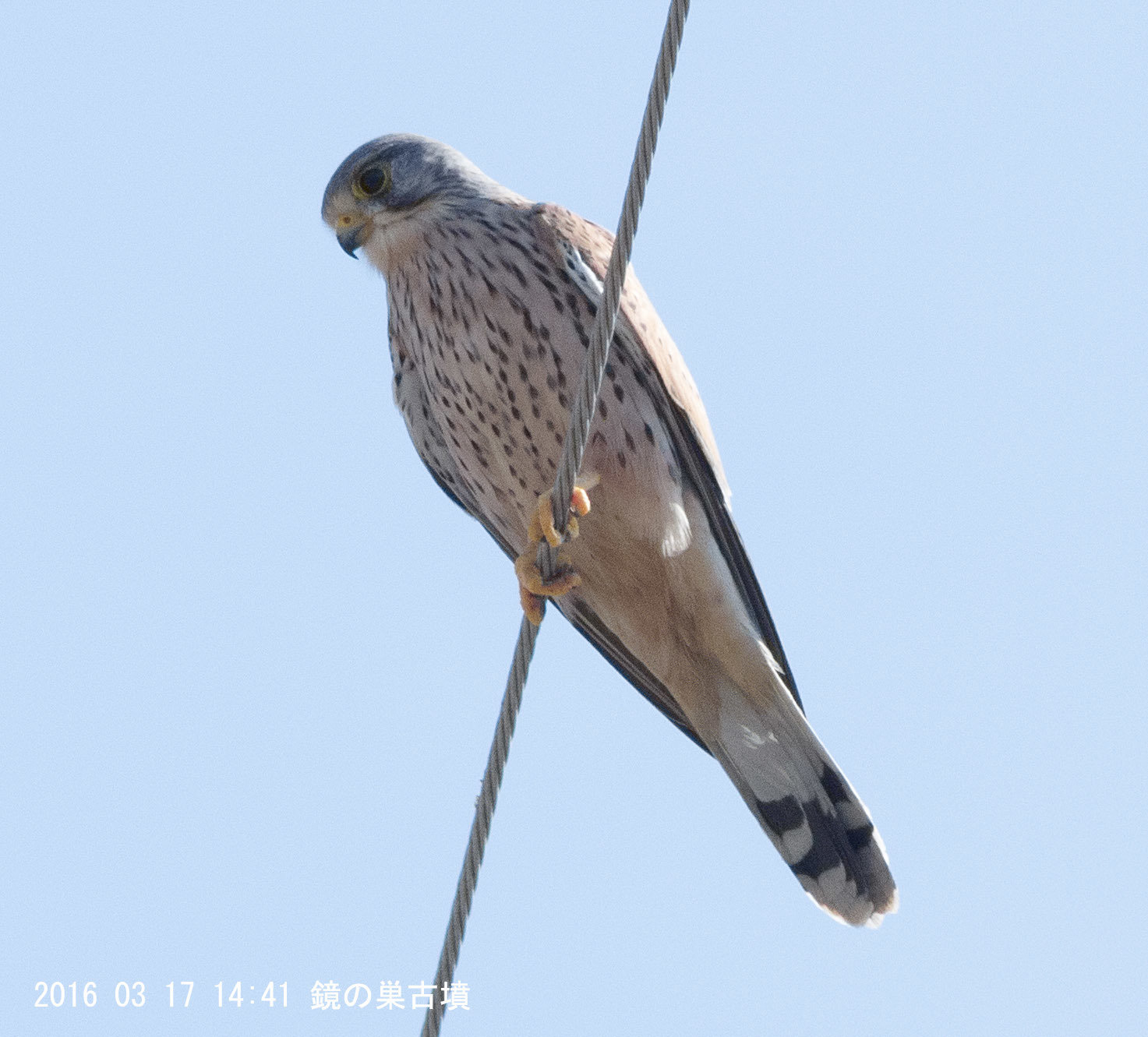 今日は鳥の写真_e0174091_12344392.jpg