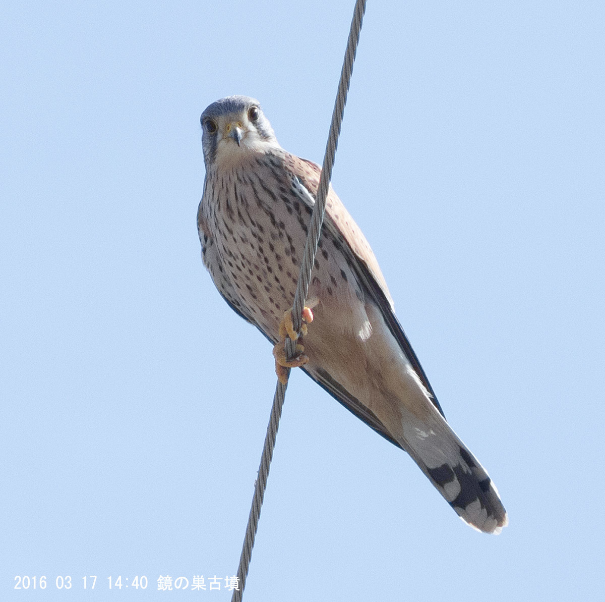 今日は鳥の写真_e0174091_12345798.jpg