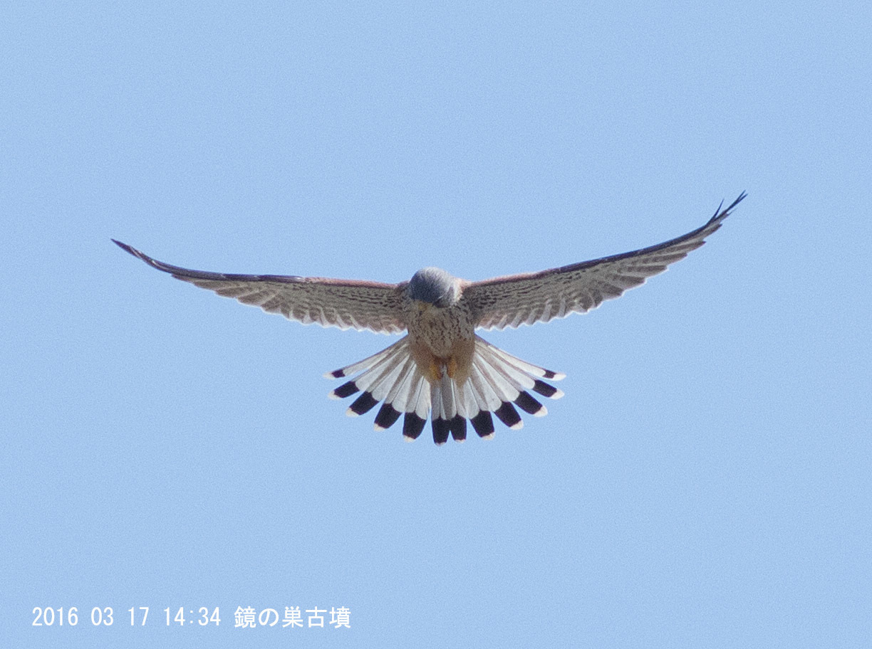 今日は鳥の写真_e0174091_12351477.jpg