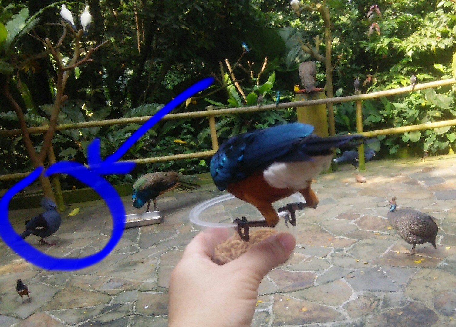 「カンムリベト」がいつも気になる@Bird Park_c0212604_20202493.jpg