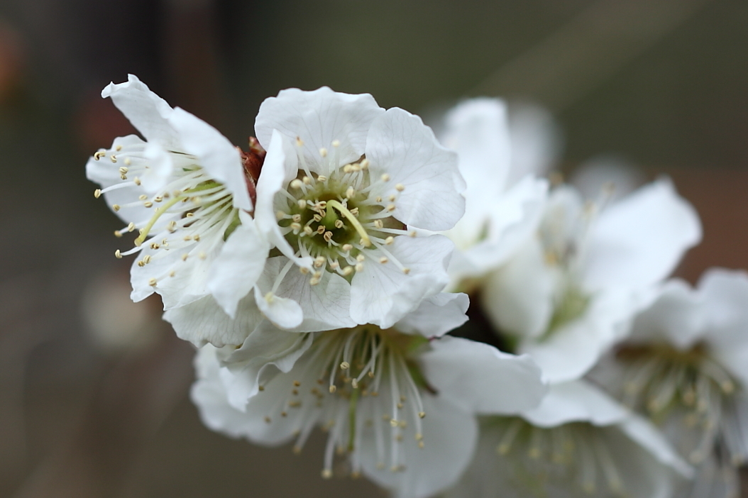 春爛漫（蕃山麓）_b0050305_15113864.jpg