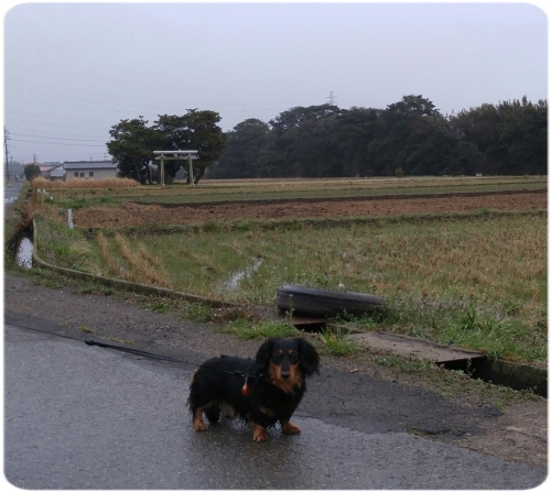 霧雨さんぽ♪_d0347205_23452162.jpg