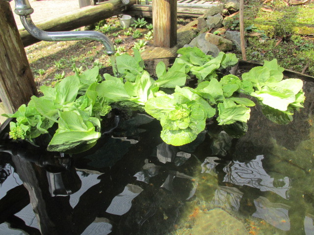 ウバユリの新芽が　どえらい艶っぽい詩　3月19日（土）くもり晴れ_f0341616_15531556.jpg