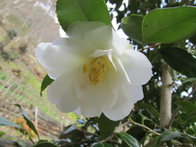 ウバユリの新芽が　どえらい艶っぽい詩　3月19日（土）くもり晴れ_f0341616_16010105.jpg