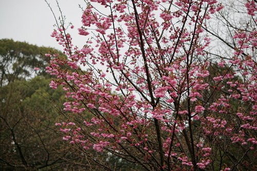 桜前線のスタート　　　　　ｂｙけい_a0238019_21255.jpg