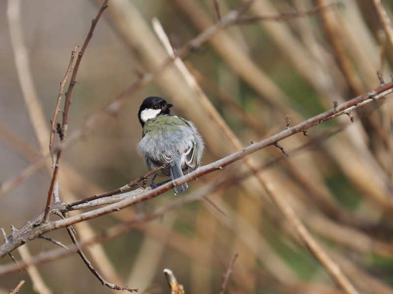 公園のシジュウカラ_f0330321_1237343.jpg