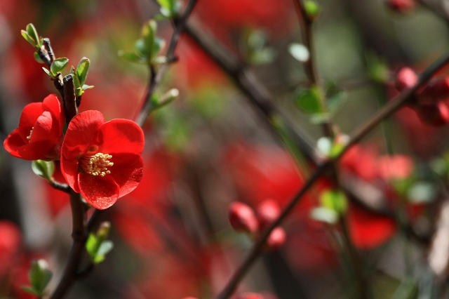a0242438_20112964.jpg