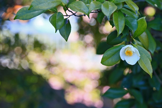 a0242438_20121219.jpg