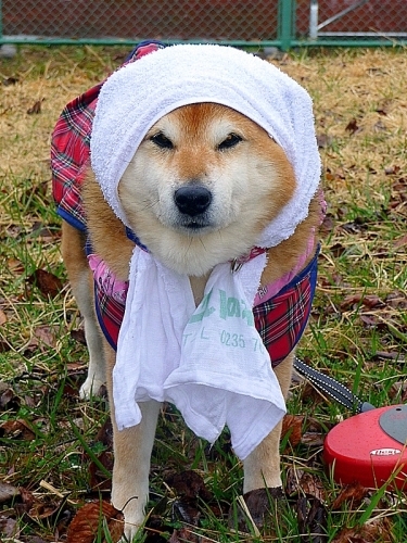 催花雨とほっかぶり 写心食堂 催花雨とほっかぶり 写心食堂