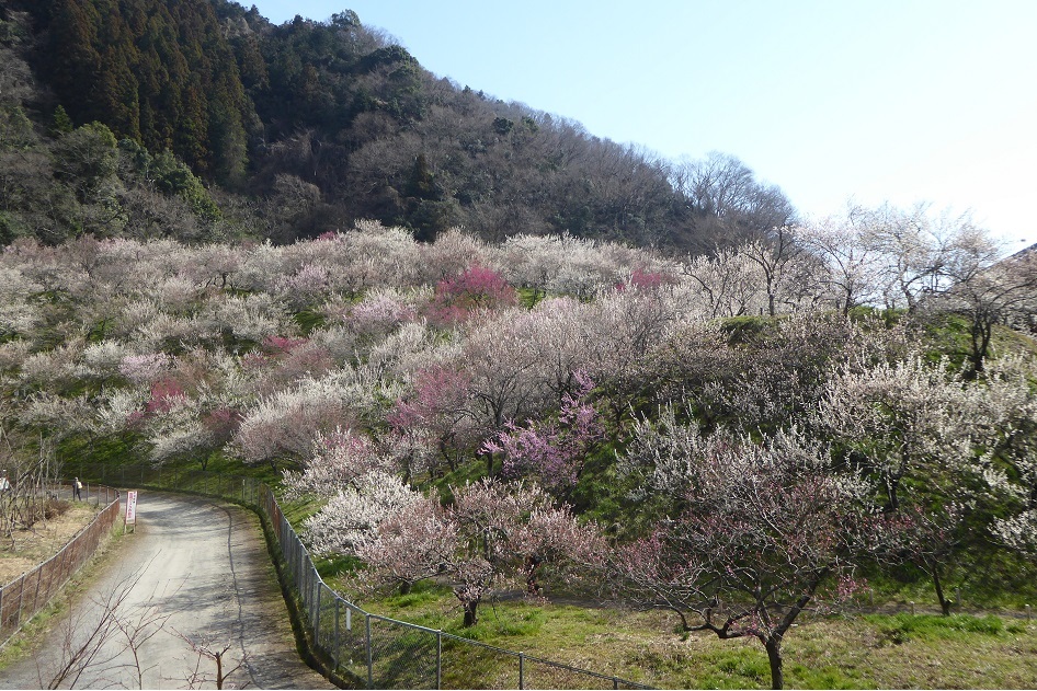 3/18　春を探しに＠景信山_d0288144_21250902.jpg