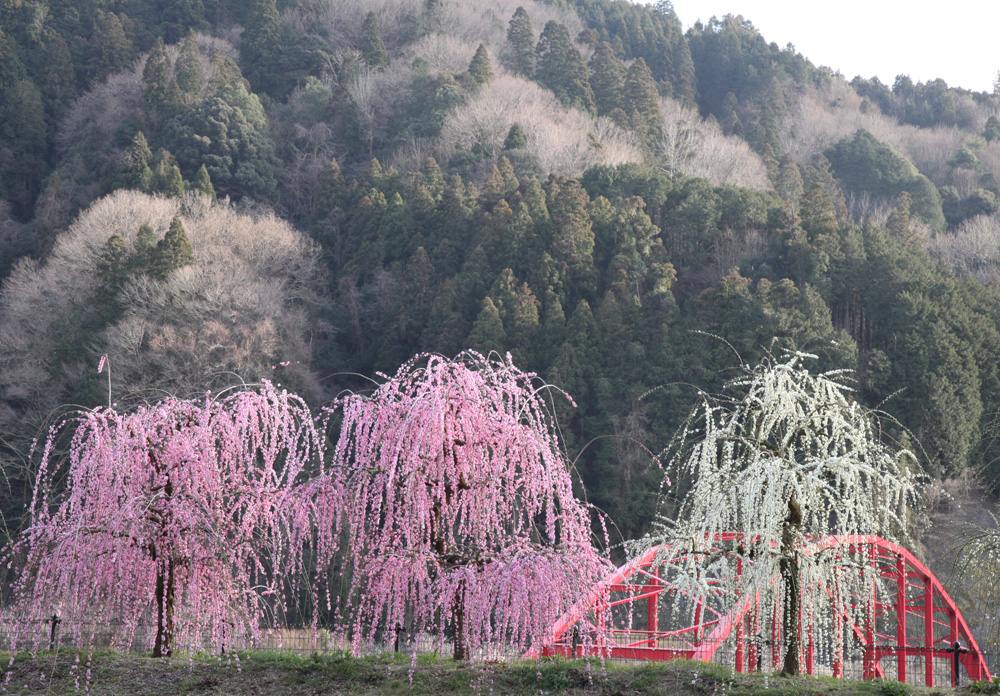 奈良市 月ヶ瀬梅林 枝垂れ梅 魅せられて大和路
