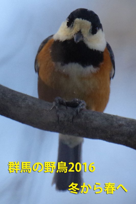 群馬の野鳥２０１６冬から春へ 還暦からのネイチャーフォト