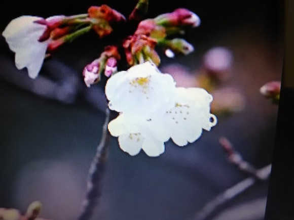 桜開花のニュース_b0299052_17260844.jpg