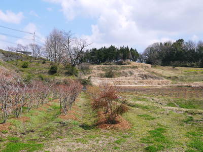 無農薬フレッシュブルーベリー　今年も元気にブルーベリーの花が咲きました！_a0254656_16405420.jpg