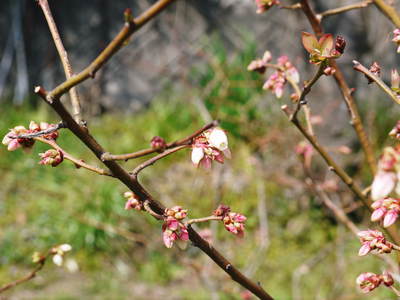 無農薬フレッシュブルーベリー　今年も元気にブルーベリーの花が咲きました！_a0254656_16551391.jpg