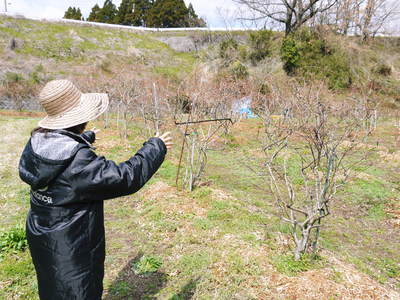 無農薬フレッシュブルーベリー　今年も元気にブルーベリーの花が咲きました！_a0254656_1718235.jpg