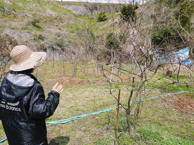 無農薬フレッシュブルーベリー　今年も元気にブルーベリーの花が咲きました！_a0254656_17233139.jpg