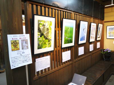 無農薬フレッシュブルーベリー 今年も元気にブルーベリーの花が咲きました!_a0254656_17395030.jpg