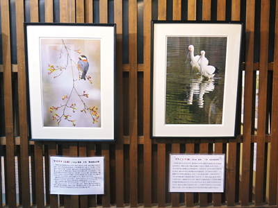 無農薬フレッシュブルーベリー 今年も元気にブルーベリーの花が咲きました!_a0254656_17413186.jpg