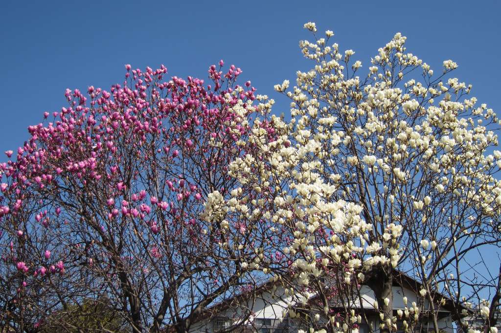 アンズの花が満開になりました_f0044056_14490796.jpg