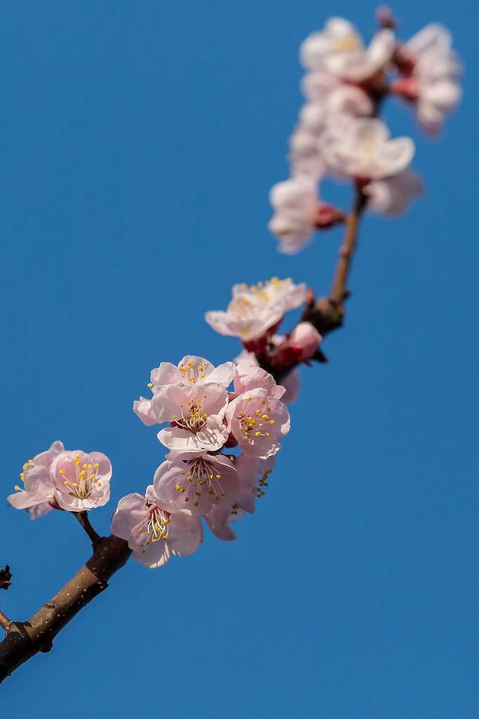 アンズの花が満開になりました_f0044056_16482582.jpg