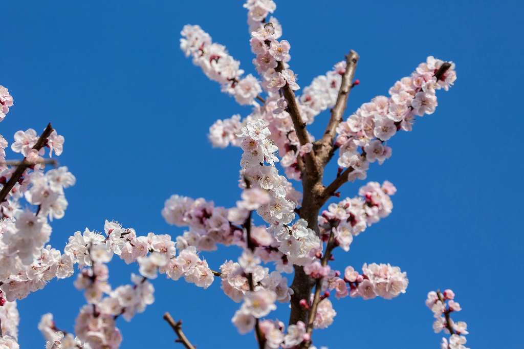 アンズの花が満開になりました_f0044056_16484614.jpg