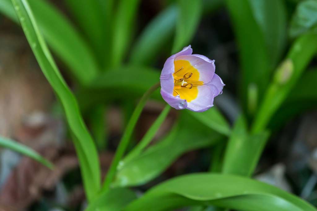 アンズの花が満開になりました_f0044056_16504385.jpg