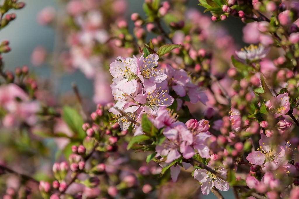 アンズの花が満開になりました_f0044056_16522557.jpg