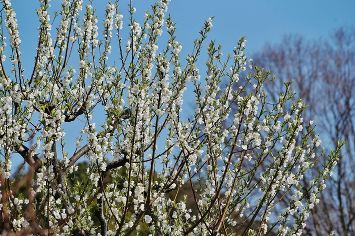 ～早咲きの桃の花が見頃を迎えています～　大阪城公園・桃園_b0063958_2258126.jpg