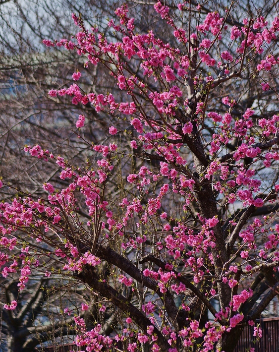 ～早咲きの桃の花が見頃を迎えています～　大阪城公園・桃園_b0063958_22593235.jpg