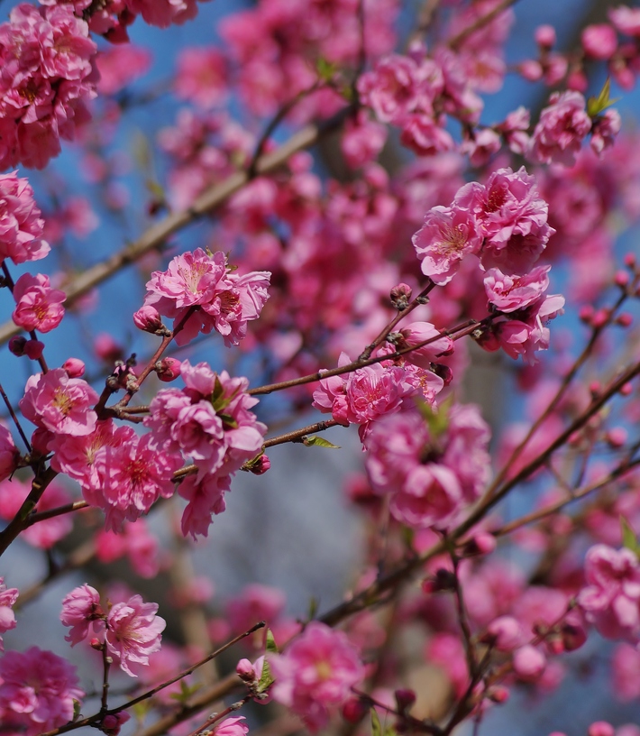 ～早咲きの桃の花が見頃を迎えています～　大阪城公園・桃園_b0063958_2303564.jpg