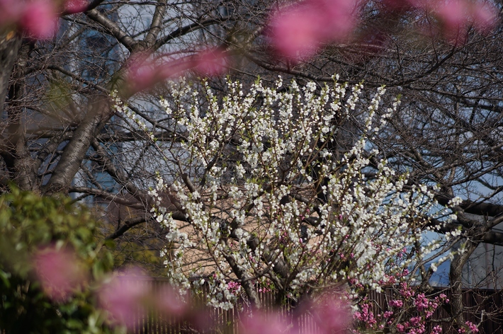 ～早咲きの桃の花が見頃を迎えています～　大阪城公園・桃園_b0063958_2312236.jpg