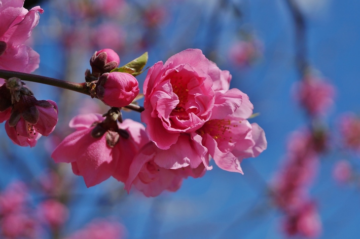 ～早咲きの桃の花が見頃を迎えています～　大阪城公園・桃園_b0063958_2372893.jpg