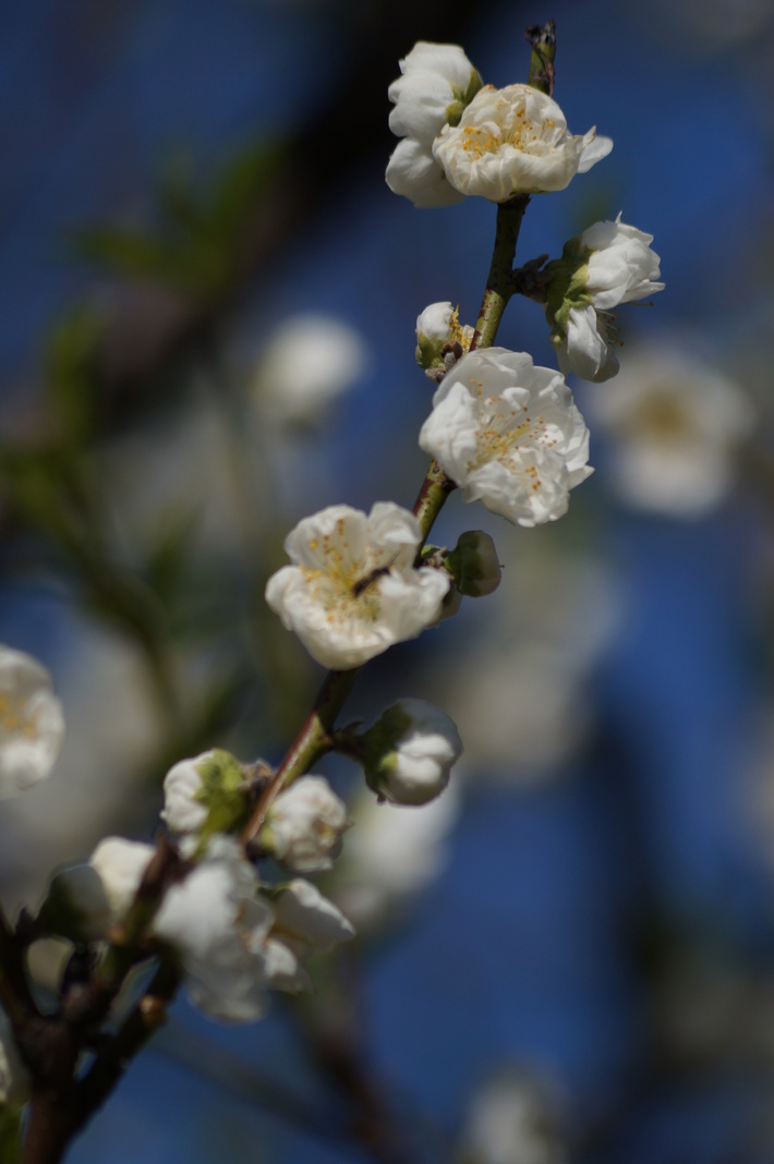 ～早咲きの桃の花が見頃を迎えています～　大阪城公園・桃園_b0063958_238459.jpg