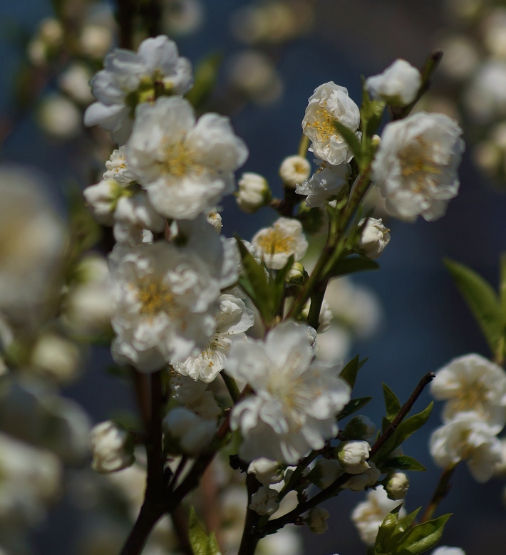 ～早咲きの桃の花が見頃を迎えています～　大阪城公園・桃園_b0063958_23849100.jpg