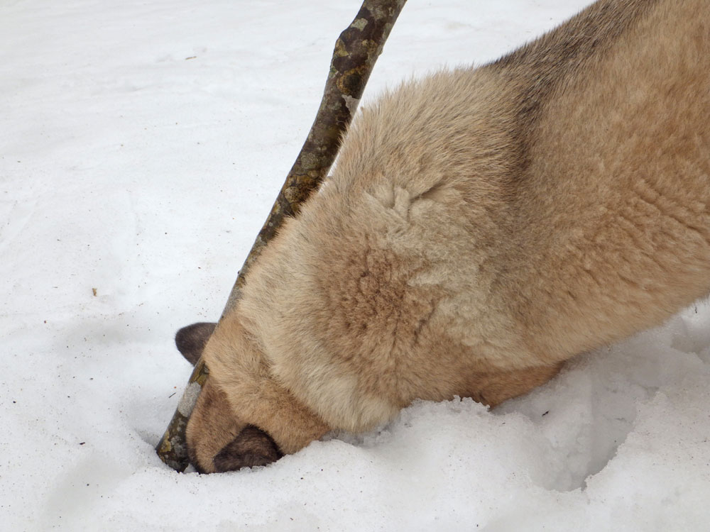 霧の山もステキです♫_d0085960_18174094.jpg