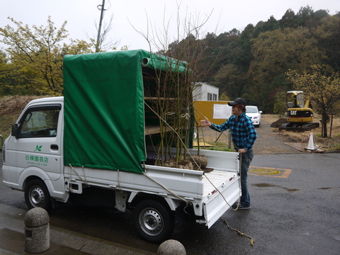 雨中、イロハモミジ植樹、累計177本に：3月六国見山定例_c0014967_16143310.jpg