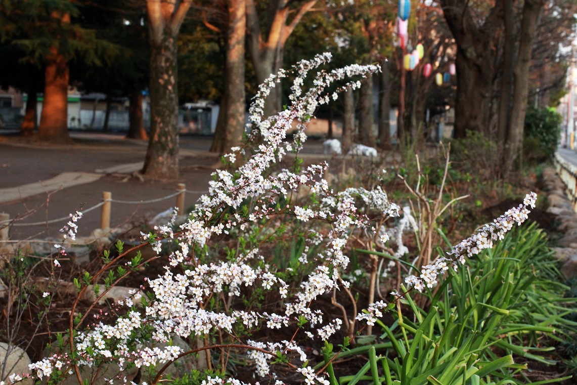 ピンクのユキヤナギ ~福岡中央公園を愛し育てる会~_a0107574_18190717.jpg