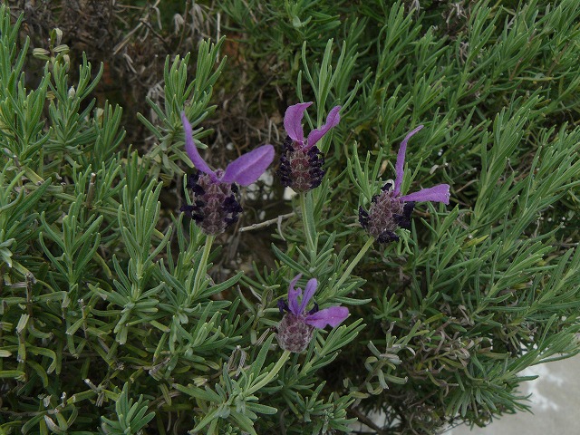 d0019074_8332323.jpg