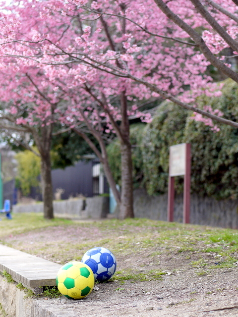 長徳寺のおかめ桜_b0358575_19084731.jpg