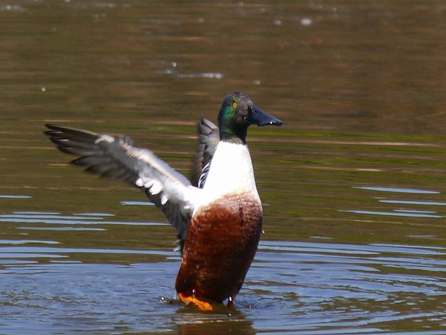 野鳥ハシビロガモの華麗な羽ばたきと、水浴び_d0088184_21163164.jpg