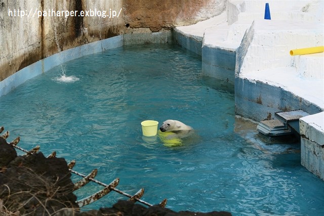 ２０１６年２月　天王寺動物園　その４　お魚咥えたShilka_a0052986_0151397.jpg